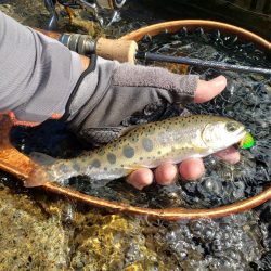 台風荒れに期待したが、、
