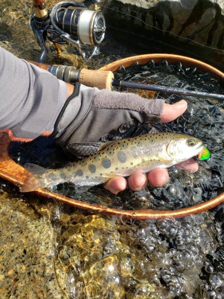 台風荒れに期待したが、、