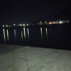 真夜中の時合いでタチウオ高活性