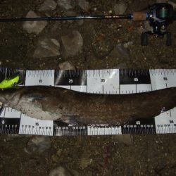 雨前後のタイミングでナマズ