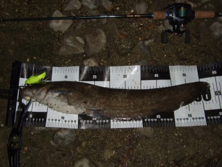 雨前後のタイミングでナマズ