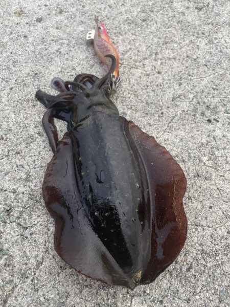 2024 佐渡ヶ島エギング 10回目【9月…