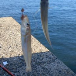 播磨新島釣行30