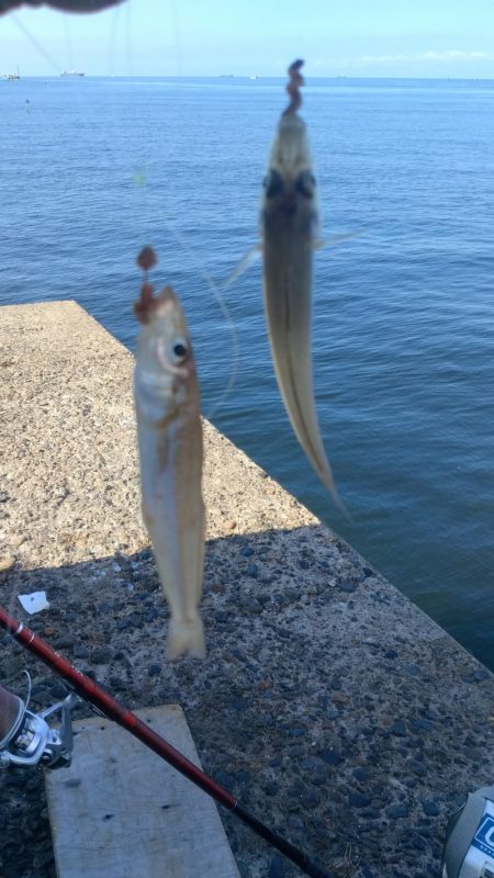 播磨新島釣行30