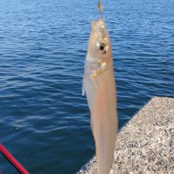 播磨新島釣行31