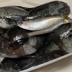 台風明けでグレが戻ってきた！夜に入れ食い