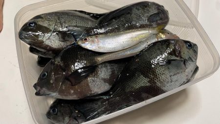 台風明けでグレが戻ってきた！夜に入れ食い