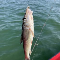 迷走台風後南湖