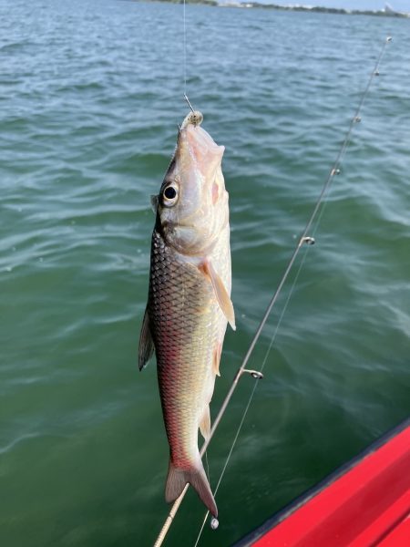 迷走台風後南湖