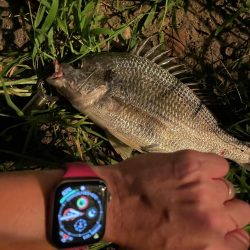 アーバンチニング⑦ シルバーウルフデビュー