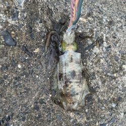 秋エギング開幕？