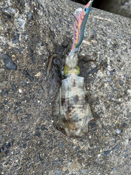 秋エギング開幕？