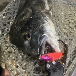 プラグチニング月間100尾の壁