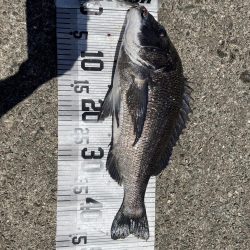 イチノ兄弟、釣果！