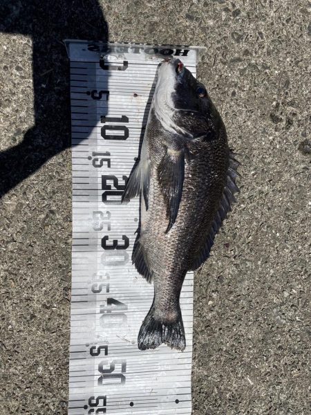 イチノ兄弟、釣果！