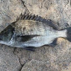 イチノ兄弟、釣果!