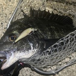 ラパラを封印して