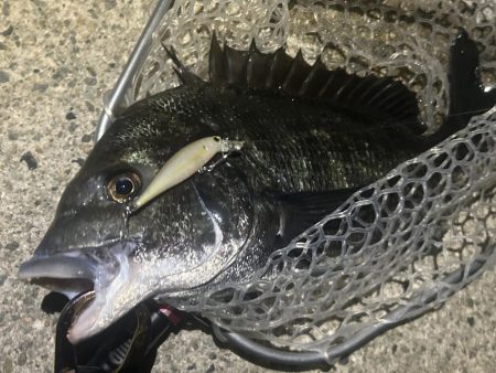 ラパラを封印して