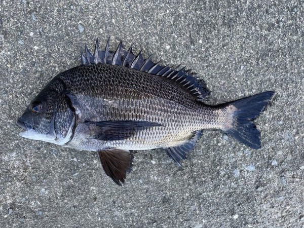 イチノ兄弟、釣果!