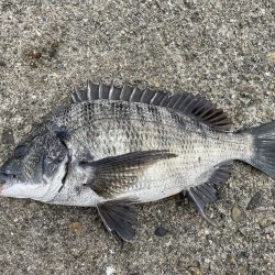 イチノ兄弟、釣果!