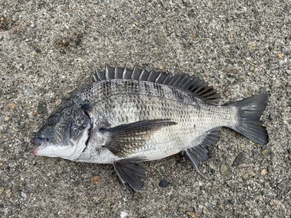 イチノ兄弟、釣果!