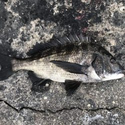 イチノ兄弟、釣果!