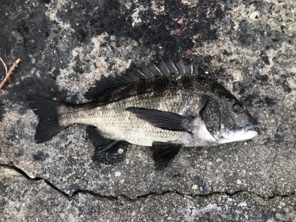 イチノ兄弟、釣果!