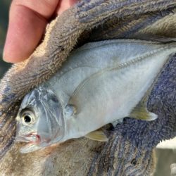 台風後もチヌとメッキ開幕！