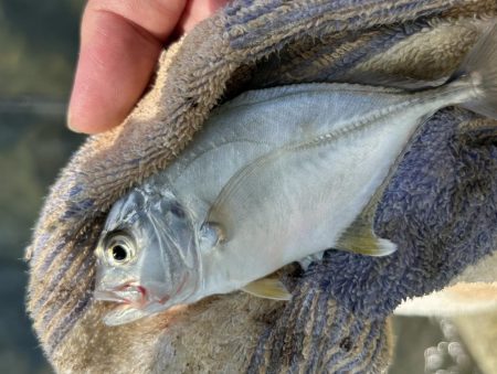 台風後もチヌとメッキ開幕！