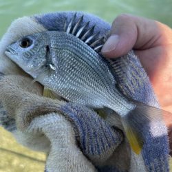 メッキのちマゴチ!