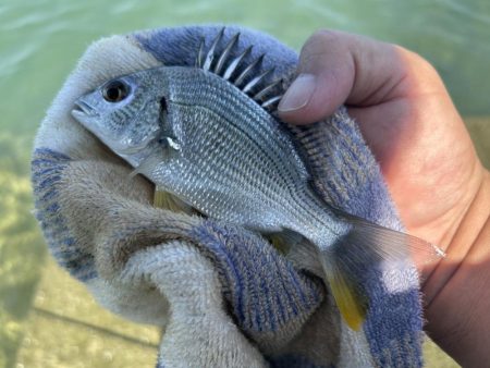 メッキのちマゴチ!