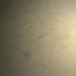 イナッコサヨリの混合ベイトパターン！