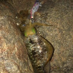 エギング　佐渡遠征①1日目
