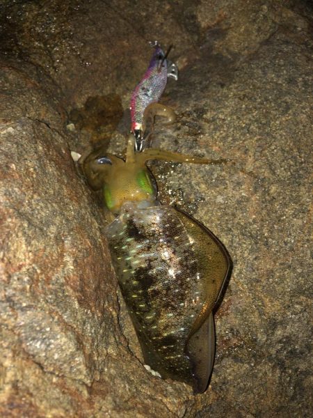 エギング　佐渡遠征①1日目