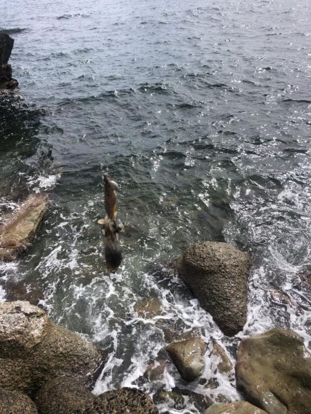 エギング 佐渡遠征②1日目