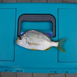 初秋のキス釣り