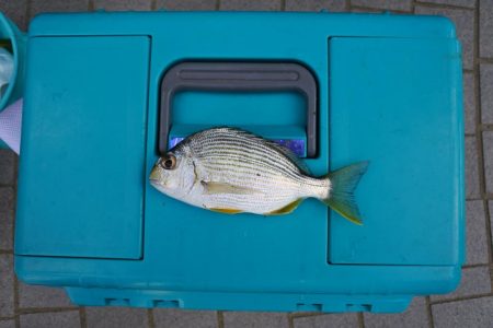 初秋のキス釣り