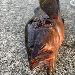 珍客アコウ釣れました!