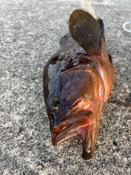 珍客アコウ釣れました!