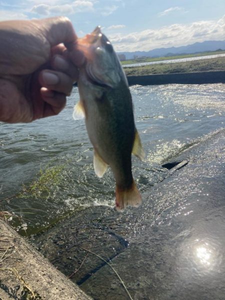 遠賀川釣果