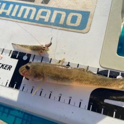 シロギスタ:台風一過の晩夏の釣果