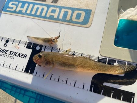 シロギスタ:台風一過の晩夏の釣果