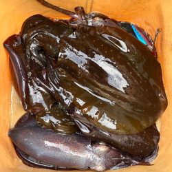 秋イカ食いたかったから!