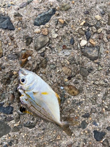 シロギスタ:激渋な週末