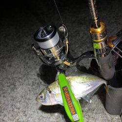 8月ラストアジング