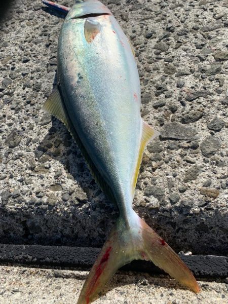 朝マズメには縁がない