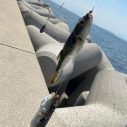 シロギスタ:ホワイト企業