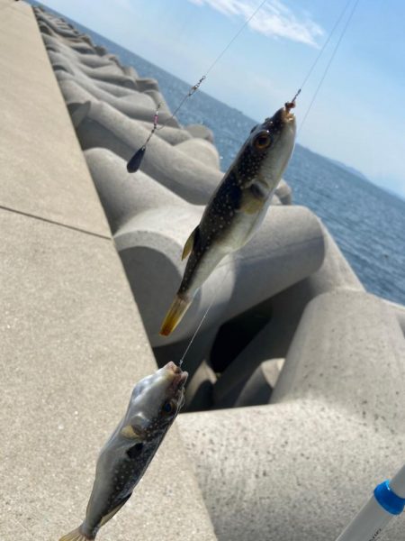 シロギスタ:ホワイト企業