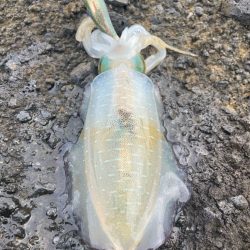 2024 佐渡ヶ島エギング 8回目【9月14日】