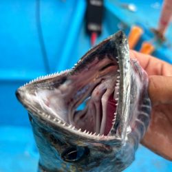 大阪湾太刀魚テンヤ